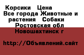 Корсики › Цена ­ 15 000 - Все города Животные и растения » Собаки   . Ростовская обл.,Новошахтинск г.